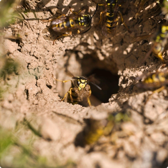 About Bees and Wasp Removal Perth