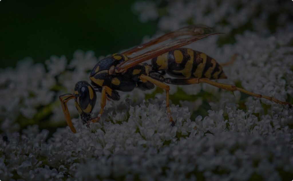 european wasp