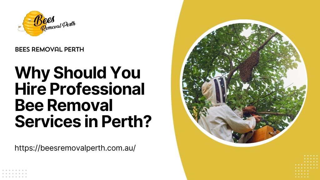 Bee Removal Services in Perth
