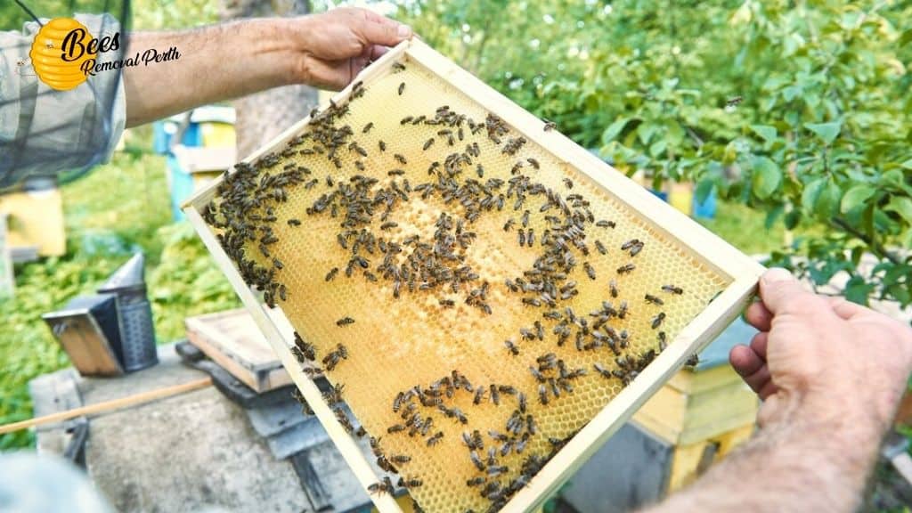 Why Should You Hire Professional Bee Removal
