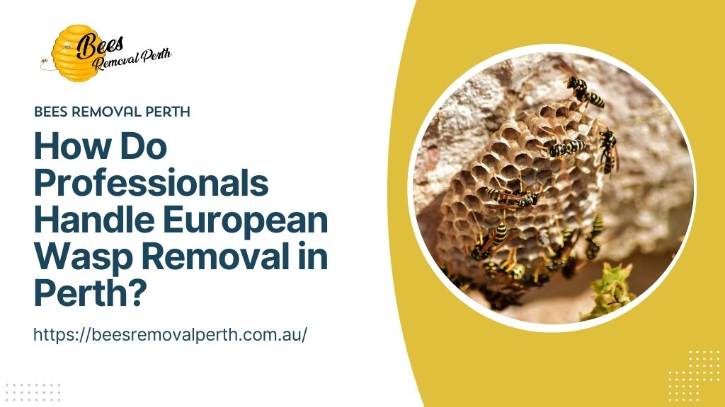 wasp removal Perth