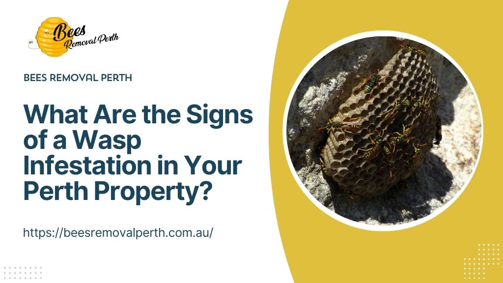 wasp removal Perth
