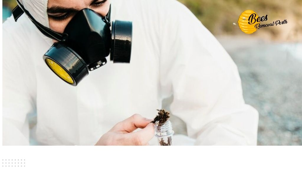 What Should You Do in a Bee Removal